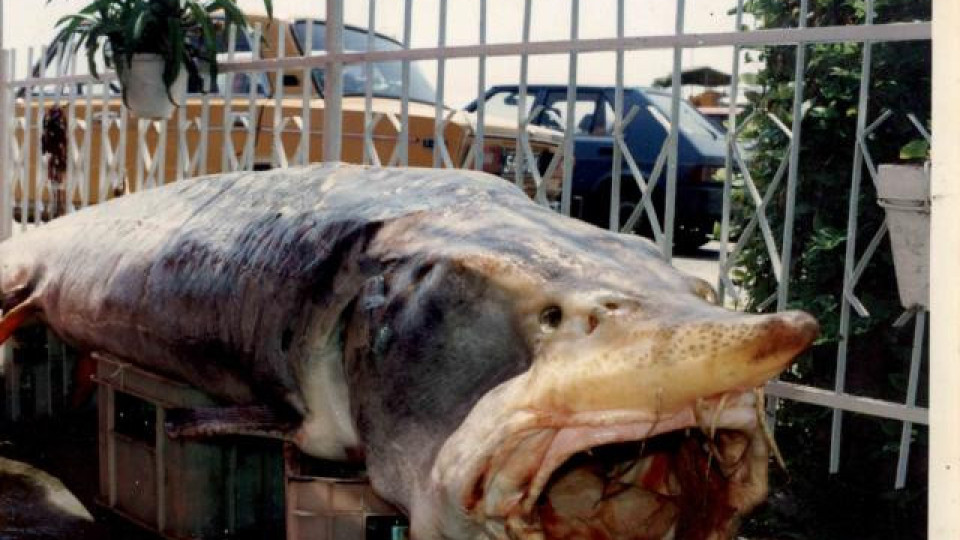 Тревога! Огромни риби-убийци плъзнаха по Дунав