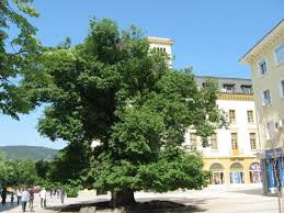 Преборихме се: Старият бряст в Сливен е Европейско дърво на годината! 