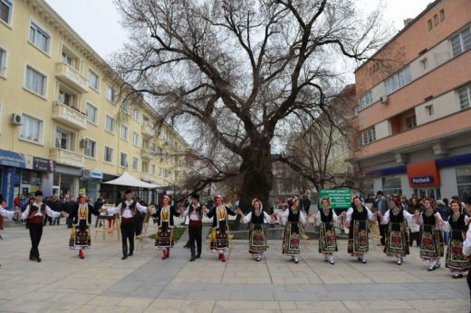 Старият бряст в Сливен е европейско дърво на годината!