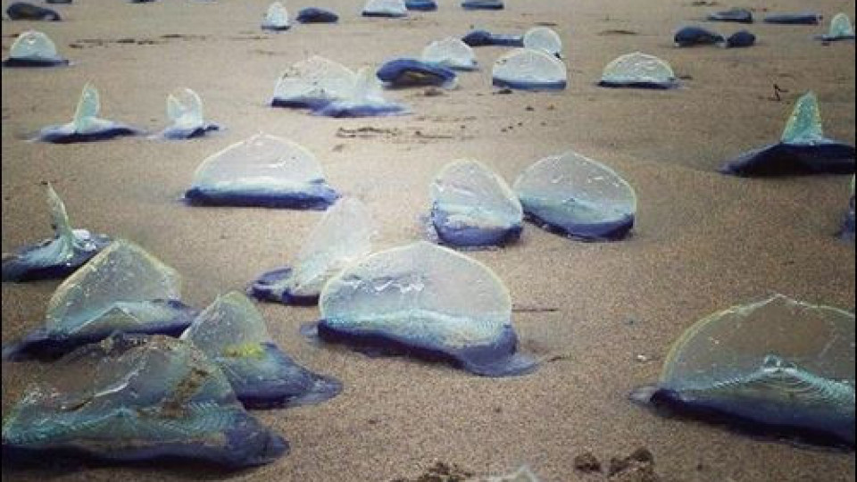 Необичайно явление на плажа в Калифорния озадачи учените