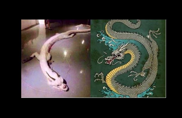 Чудо невиждано! Уловиха митичен змей в Монголия