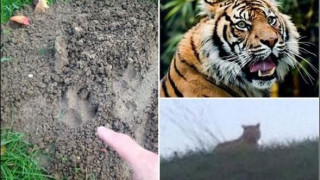 Избягал тигър броди из Париж, властите на крак