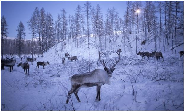 Създават еленски бригади в Урал