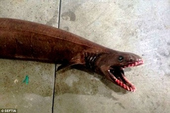 Заловиха праисторическа акула в Австралия (Има 25 реда зъби)