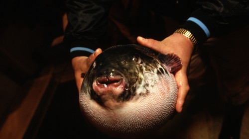 Хванаха най-отровната риба в света в Дубровник