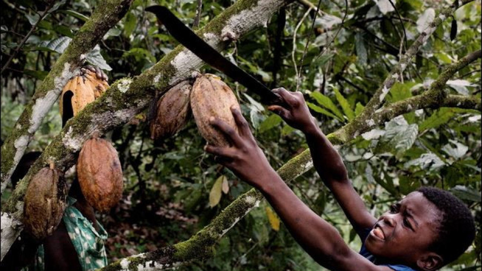Производители на шоколад експлоатират деца в Африка (Нови разкрития)