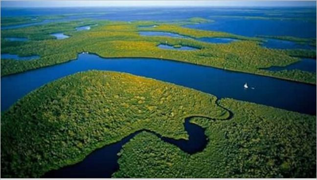 Амазония умира: Белите дробове на планетата под заплаха