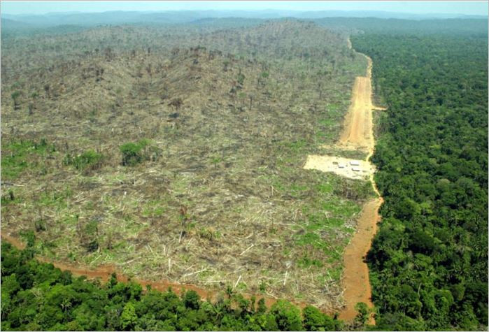 Амазония умира: Белите дробове на планетата под заплаха