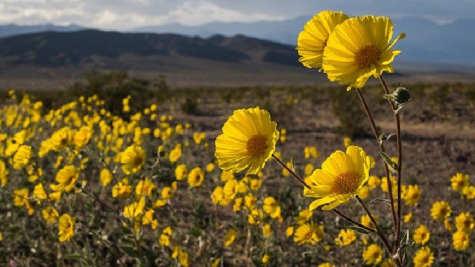 Долината на смъртта оживя: Уникални снимки