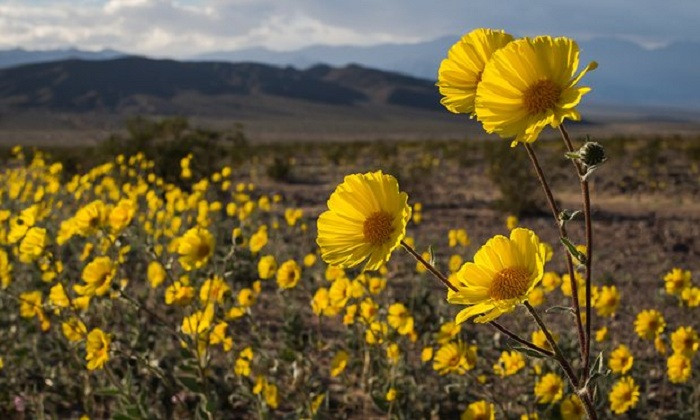 Долината на смъртта оживя: Уникални снимки