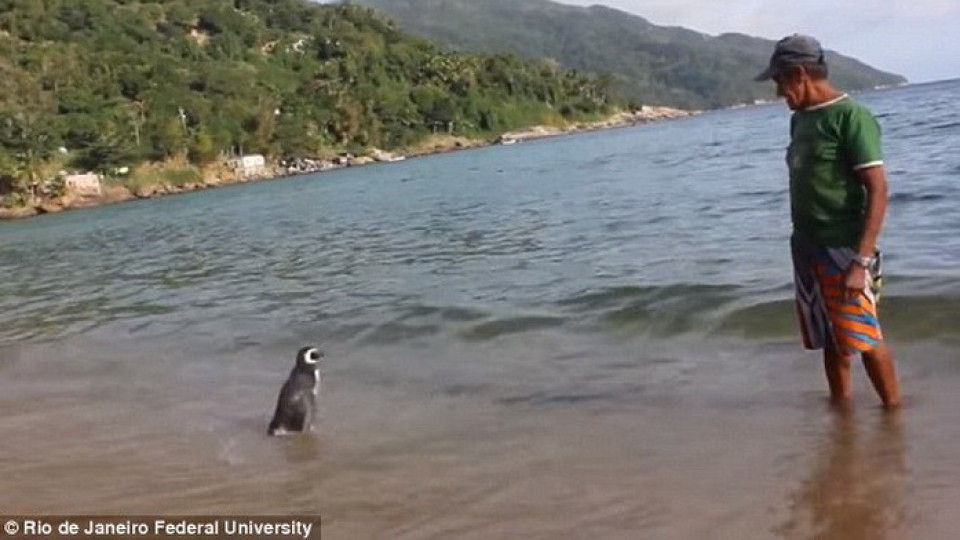 Невероятно! Пингвин изминава 8000 километра ежегодно, за да види спасителя си