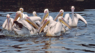 Зелени грижи за 9 млн. лв. изпратиха в отвъдното розов пеликан