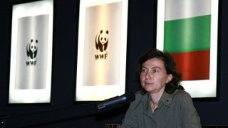 WWF лъснаха в още офшорки, Кавръкова излезе със скалъпено оправдание