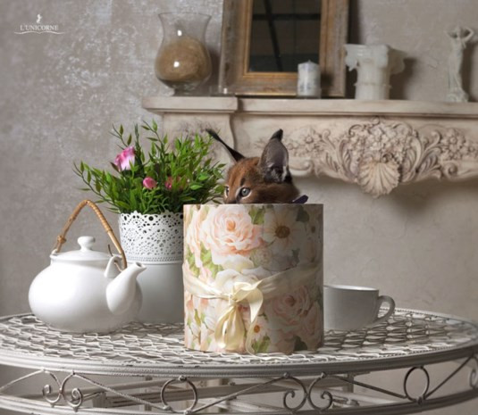 Уникални! Вижте най-необикновените котки в света