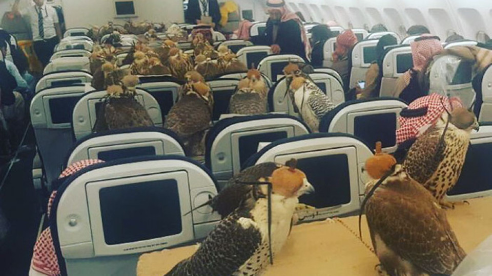 Куриоз! Саудитски принц резервира цял самолет за соколите си