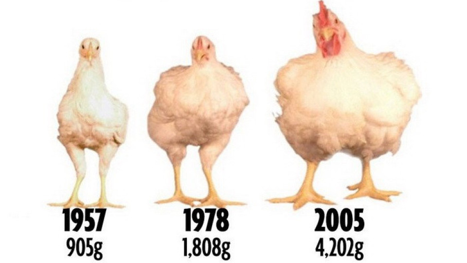 Истината за кокошките: Какво пилешко месо ядем?