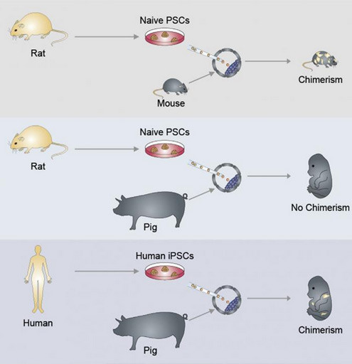 Създадоха "химера" от стволови клетки (Комбинират гените на човек и свиня)