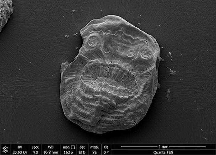 Уникална находка на дъното на морето: Разкриха произхода на хората?