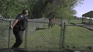 Хит в нета! Крава нападна патрулиращ полицай