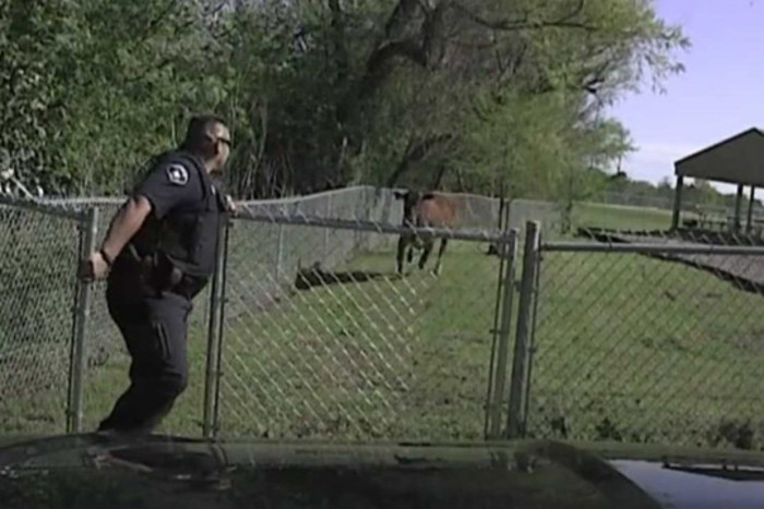 Хит в нета! Крава нападна патрулиращ полицай