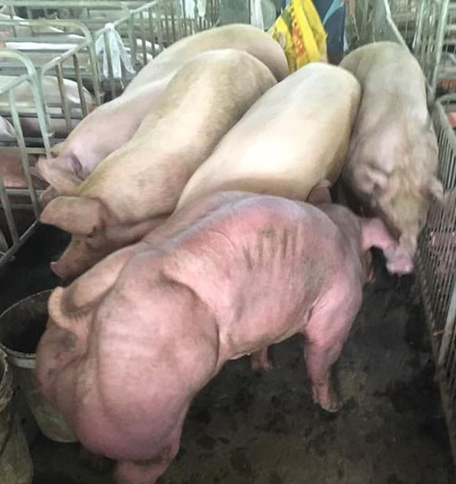 ГМО прасета от ферма в Камбоджа втрещиха мрежаха (Шокиращи снимки)