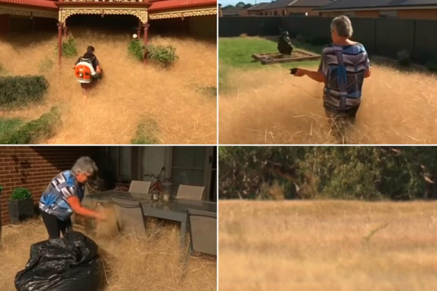 Трева тормози жители на Австралия (Вижте как къщите на жителите изчезват)