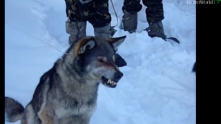 Русия обучава бойни вълци - кучета (Още за хибридната порода)