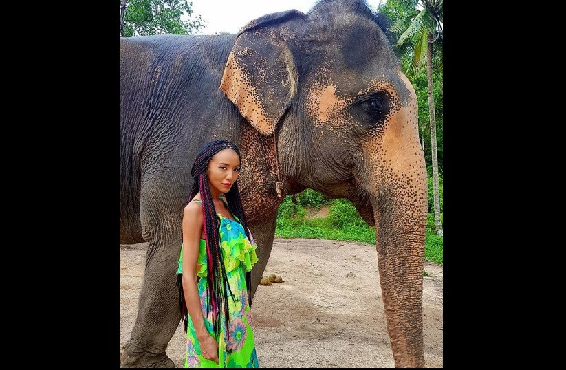 Ани Хоанг ужасена: Слон едва не я премаза в Тайланд!