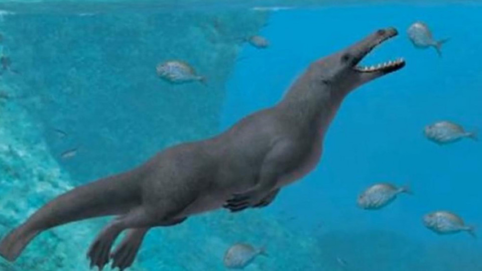 Невероятно откритие променя историята на еволюцията: Китовете са имали крака