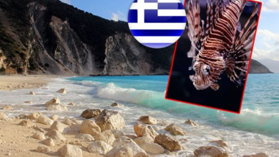 Внимание! Отровна риба плува край бреговете на Гърция (Ето от какво трябва да се пазите)