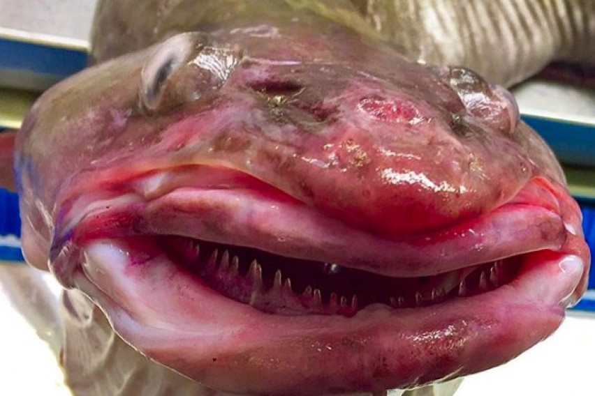 Чудовища от дълбините: Рибар засне най-странните риби на света сн. Twitter