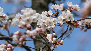 Синоптиците разкриха каква пролет се задава