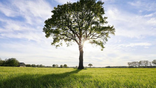 Обявиха кои дървета пречистват най-много въздуха! (още подробности)