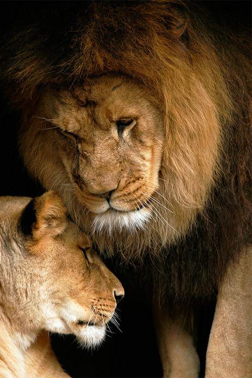 Как да задържите любовта на зодия Лъв?