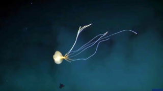 Мистерии на дъното на океана: Откриха странно същество с 8-метрови пипала