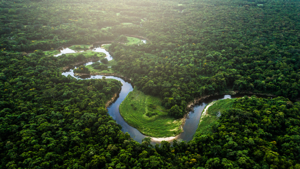 Разпродават защитените гори на Амазония във Фейсбук (Всичко за новия скандал в Бразилия)