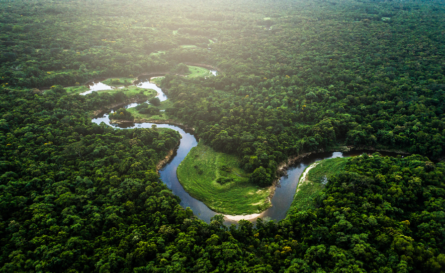 Разпродават защитените гори на Амазония във Фейсбук (Всичко за новия скандал в Бразилия)