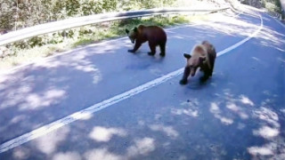 Моторист срещна мечки на пътя