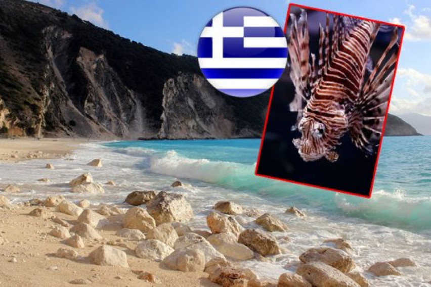 Внимание! Отровна риба - паяк плува край бреговете на Гърция, сн. tocka.com.mk