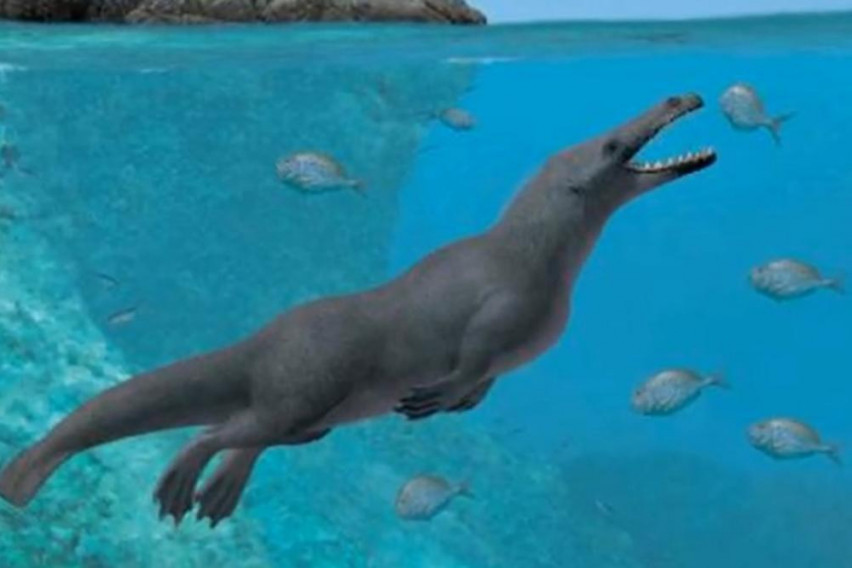 История на еволюцията - китовете са имали четири крака и опашка сн. You Tube 