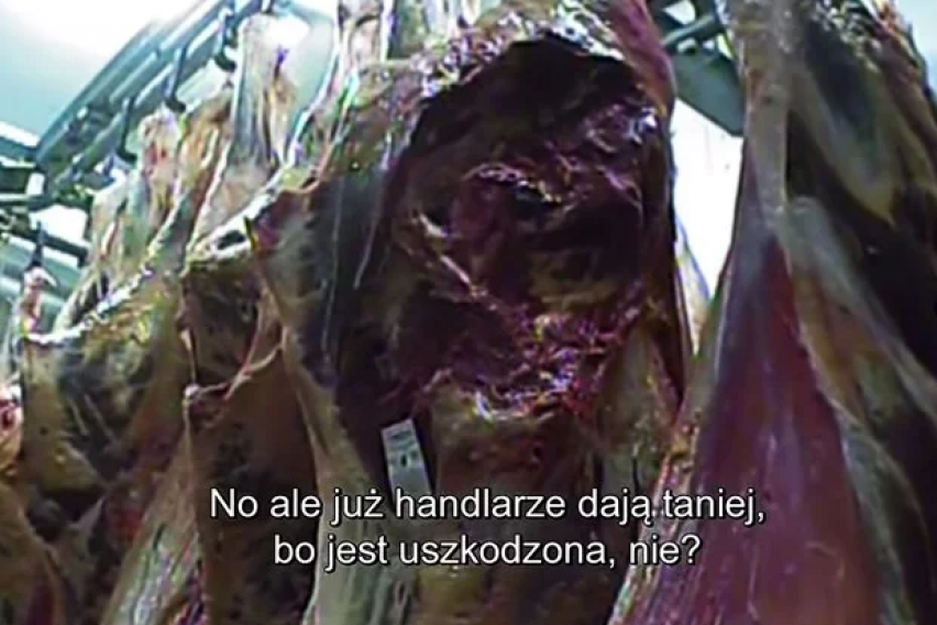 Нови разкрития за болното месо в Полша сн. You Tube
