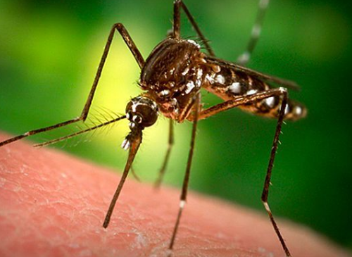 Как да отстраним комарите и другите летящи гадинки от дома? (Вижте повече)