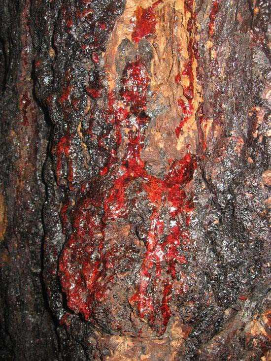 Плодовете на това дърво отделят тъмно червена смола