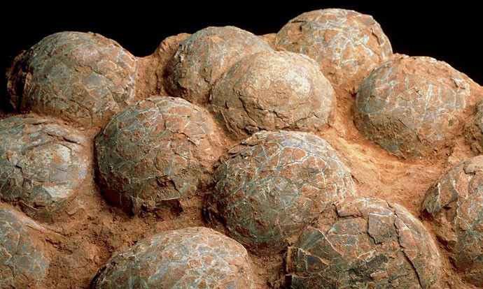 Динозаврите са живи, строители намериха необикновена находка Динозаврите са живи. Праисторическите животни възкръснаха за учените палеонтолози, след като строители откриха необикновена находка. Идеално запазено гнездо с 30 вкаменени яйца на динозавър, стари 130 милиона години, бе намерено в Китай. Гнездото е открито по време на строителни работи в китайския град Ганжу, Известен като "родния град на динозаврите", съобщиха местни медии. Това е пореден случай, след като там бяха намерени и други подобни находки по-рано. Въпреки доскорошните съмнения на учените, че вероятно са извадени всички яйца на динозаври в района, след последните разкопки, находката е една от най-големите откривани някога. Неслучайно, палеонтолозите се надяват да открият нещо повече от яйца - истински вкаменелости на млади динозаври, които да изучат. Някои дори се надяват да попаднат на достатъчно запазени находки, за да може да клонират истински динозаври. Засега това остава в сферата на очакванията, но специалистите не губят надежда, че ще могат да създадат подобен вид за научни изследвания. Що се отнася до конкретния случай, това е една от най-големите находки, откривани досега. Работниците забелязали камъни с овална форма в почвата, когато с експлозиви разбивали една скала. Веднага заподозрели, че може би се касае за яйца от динозавър и моментално прекратили работата си. След което уведомили и полицията. Обектът е затворен за изследвания, а също така е уведомен и областния музей. Специалистите вече са подготвени да съхраняват яйцата. Експерти от музея в областта Дайджи съобщиха, че се касае за вкаменени яйца на динозавър от ерата на Юра. Сред яйцата е открита и странна черна маса, за която е установено, че е защитна ципа, която ги предпазва. Градът Ганжу и околните райони са богати находища на яйца от динозавър, особено от вида Овираптор. Досега няма намерени яйца от Тиранозавър Рекс, като учените предполагат, че той просто не е обитавал тези райони.