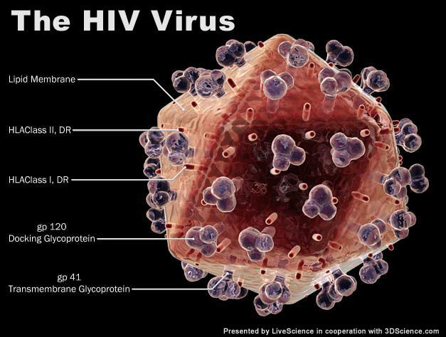 Вирусът на ХИВ вече не е такава мистерия