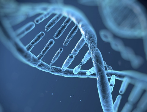 Препрограмирана ДНК ни помага да живеем по-дълго