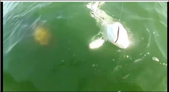 Гигантска риба напада акули край Флорида