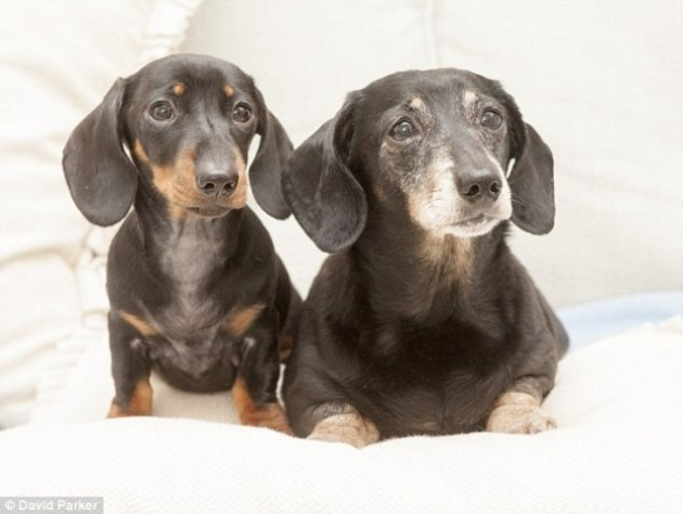 Създадоха първото клонирано куче в Британия