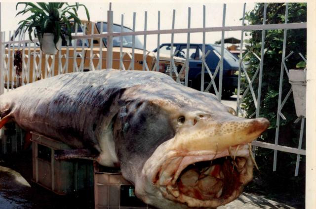 Уловът на рибите-убийци, е въпрос на живот и смърт