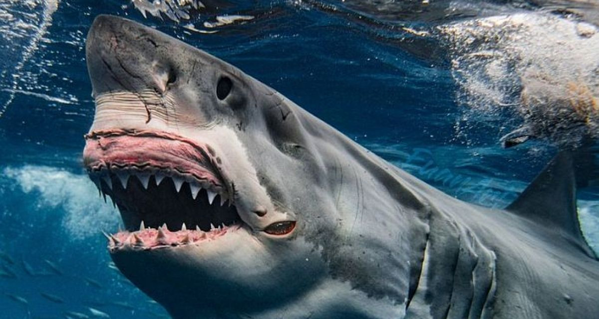 Челюсти: Бяла акула уби жена по време на пътуване с круизен кораб! (още подробности)